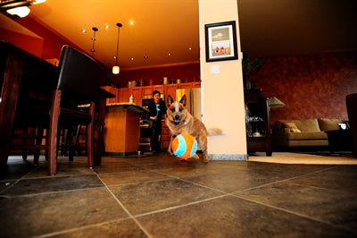 Chuckit Hallenball 11,5X11,5X11,5 CM