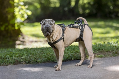 Solvit Petsafe Carelift Vorne Und Hinten MEDIUM