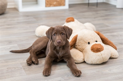 Trixie Kuschelhund Benny Plüsch Beige / Braun 75 CM